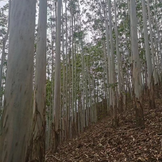 鹿寨县云南几万亩林地寻合作伙伴可以种植安树、