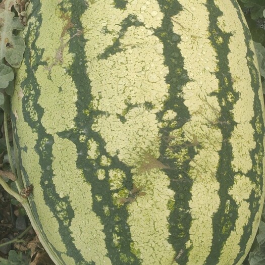 靖远县西瓜，旱地硒砂瓜