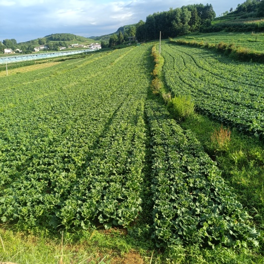 威宁县有需要青麻叶