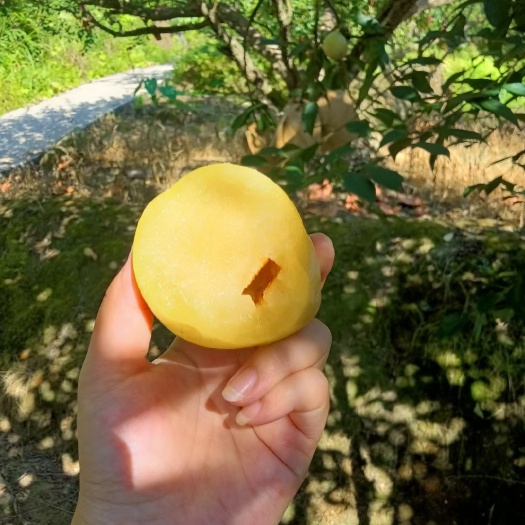 乐昌市黄金奈李上市咯仲夏与您相约 只因想“李”
