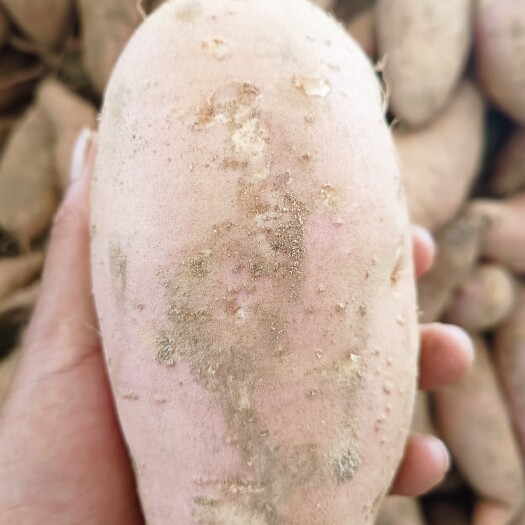 开封开封沙地龙薯9