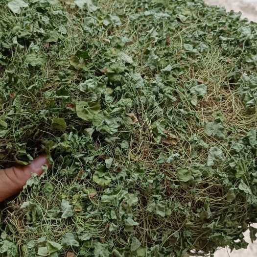 金平县云南水洗积雪草