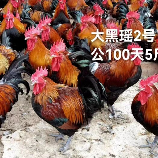 昆明大种窑鸡脱温公苗，4公两左右，回家无需脱温，疫苗以做