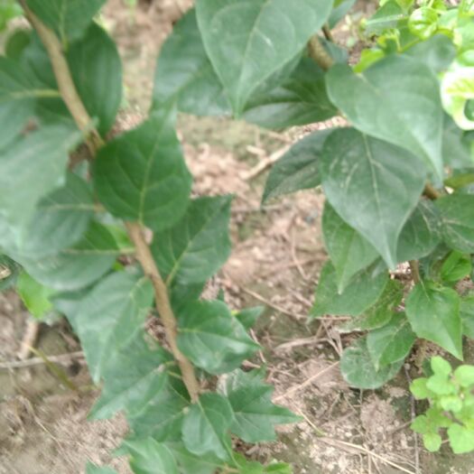 沛县柘树苗 当年苗，另有径10-13厘米2.6米分枝高杆。