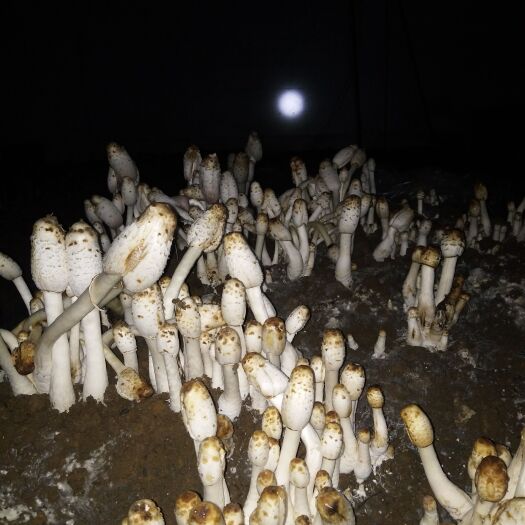 独山县鸡腿菇鲜品，干品，山洞种植全年供货
