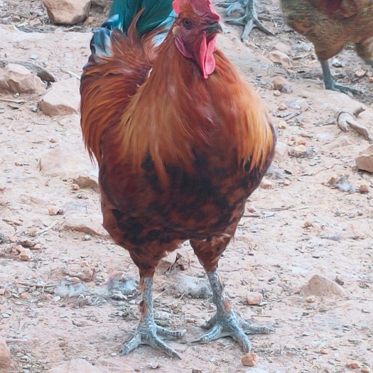 昆明本地脱温纯土鸡，回家正常饲养，疫苗已做，抗病能力强