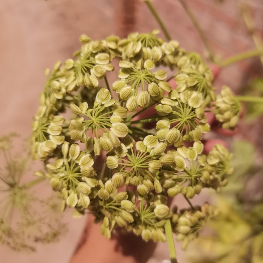鄄城县川白芷  白芷籽，纯新二年生移栽白芷籽，质量纯正。