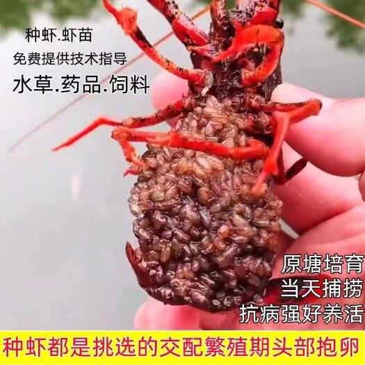 沭阳县虾种