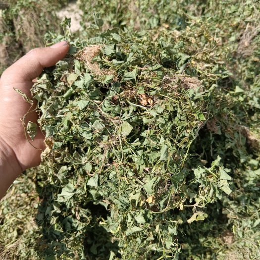 犁头草，白犁头草，如意草，干货，水洗无杂质，足干，青绿色。