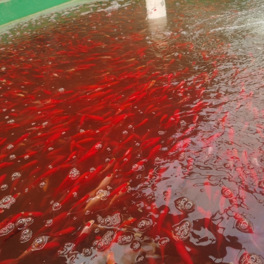 乐陵市金鱼