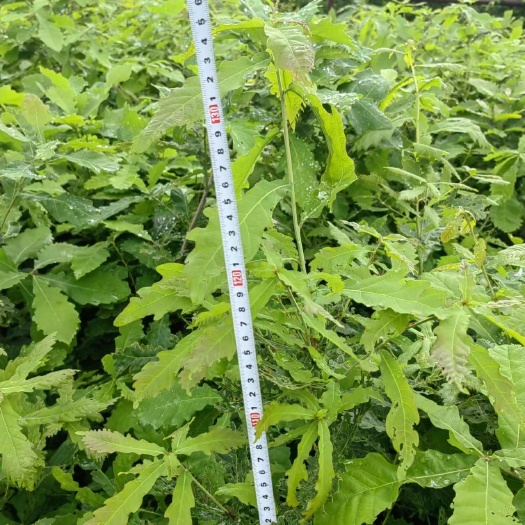 柳河县檬古栎杯苗