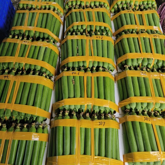 江阴市精品丝瓜，油皮丝瓜