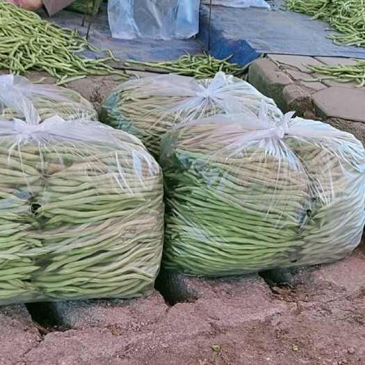 壶关县产地白豆王 无筋豆大量上市