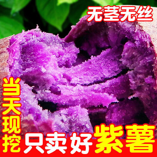 上林县山东临沂沙地现挖新鲜采摘紫薯无茎无丝香甜软糯口感细腻坏果包赔