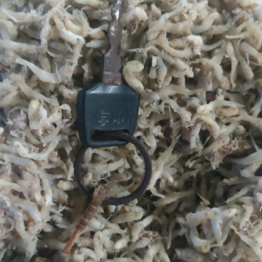 滨州结头鱼，现货，养虾养鱼的好饲料，质量很好，一首货源，要马上联
