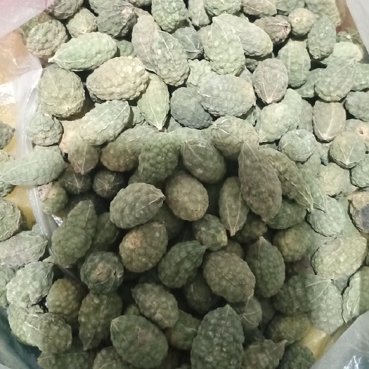 新疆沙漠戈壁中药材，学名刺山苷，俗称西瓜