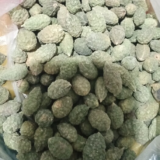 吐鲁番新疆沙漠戈壁中药材，学名刺山苷，俗称西瓜