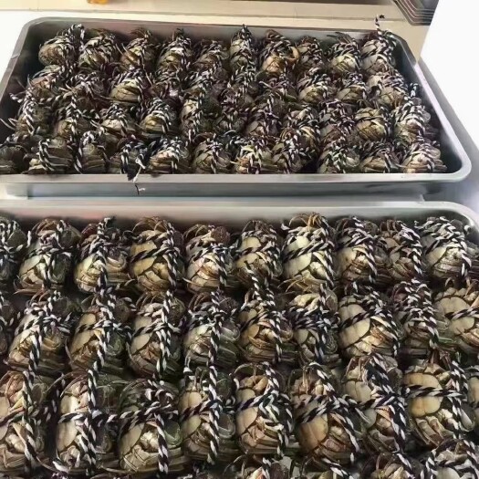 淮安六月黄大闸蟹