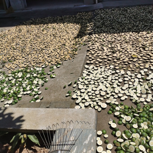 常山县枳实  胡柚片，胡柚青果