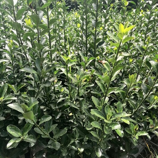 成都大叶黄杨万年青批发基地，万年青球，万年青绿篱，16杯大叶黄杨