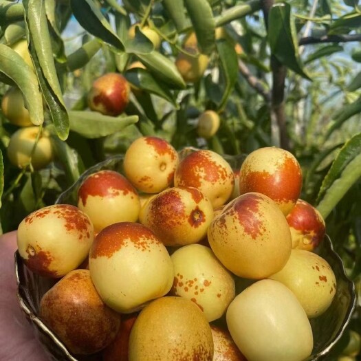 大荔县大荔冬枣