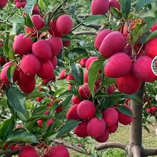 通辽20万鸡心果大量上市