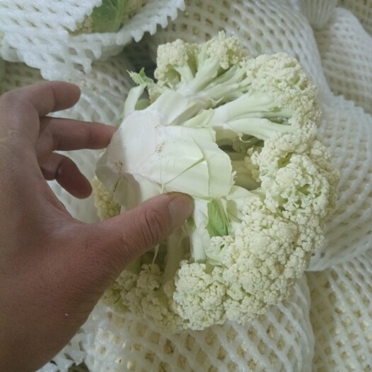 定西散花