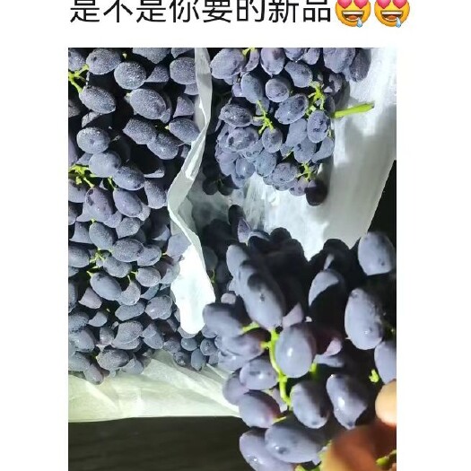 防城港求购A17葡萄
