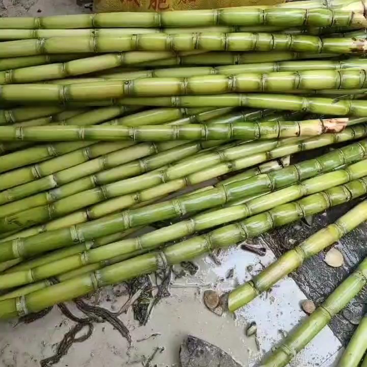 青皮甘蔗