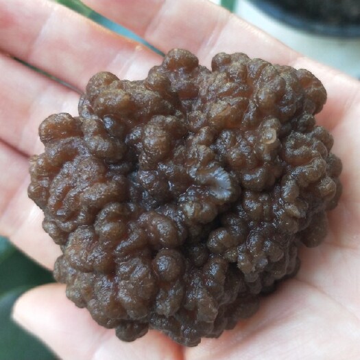 鱼台县猴恼菇核桃菌猴脑菌玛卡菌自产自销