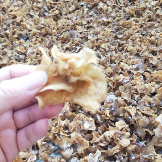 鱼台县羊肚耳产地直销优质沙耳，羊肚耳产地自产自销批发零售羊肚耳直发