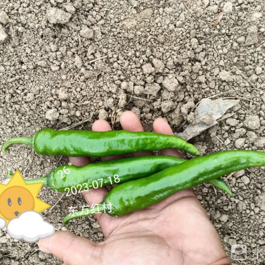 钟祥市湘研55号特色辣椒