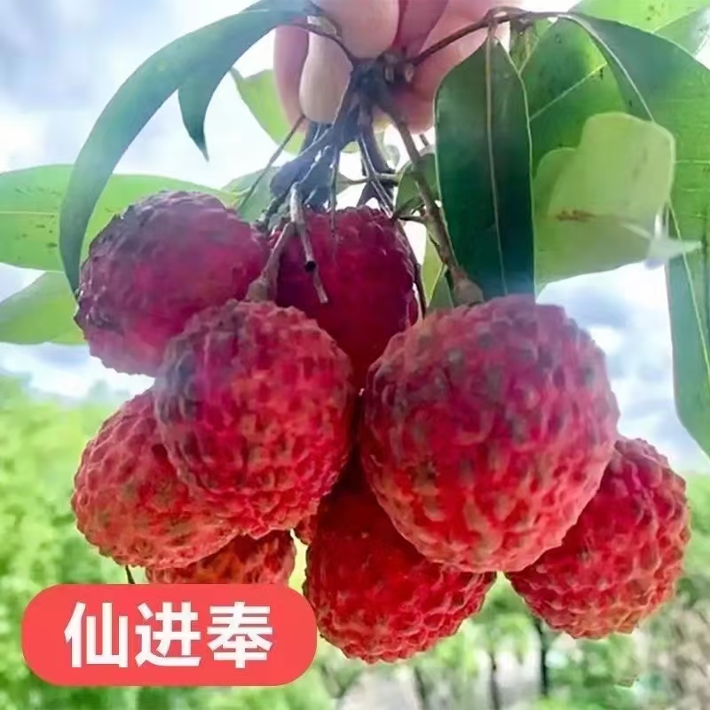 恩平水果苗木種植場