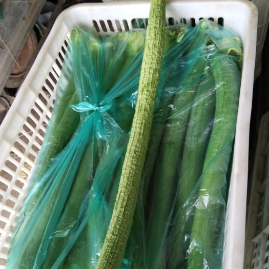 南通精品长丝瓜量大从优