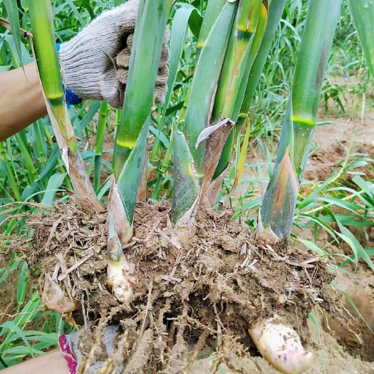 绿洲一号牧草巨菌草多年生长种植产量高抗冻耐旱耐高温现挖老根苗