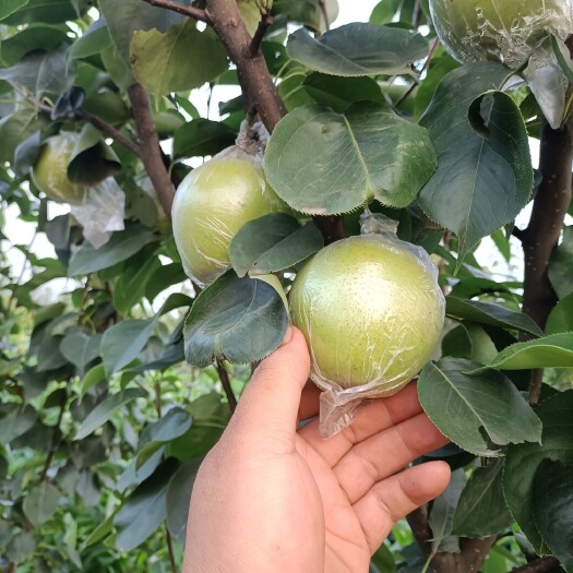 摸袋青皇冠梨