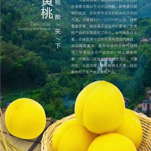炎陵县炎陵黄桃，黄金奈李