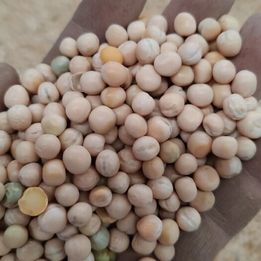 青岛干豆荚