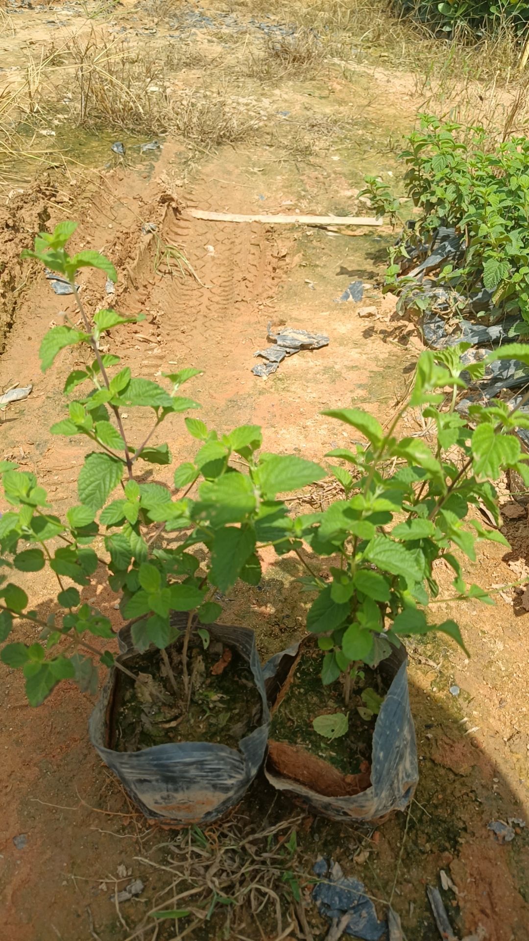 紫花马缨丹
