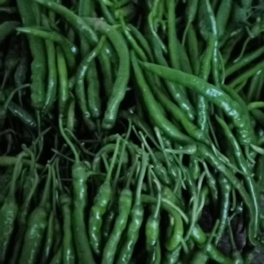 城固县陕南城固大量供应 线辣椒 菜椒等