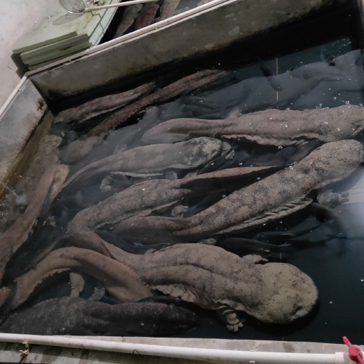 三文鱼 娃娃鱼 陕南特产基地直供人工养殖鱼