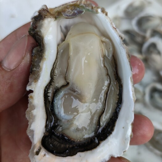 饶平县生蚝