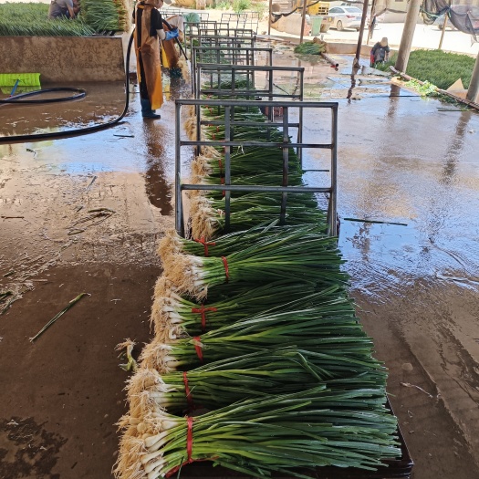 临洮县甘肃省临洮县高原夏菜种植基地，一点红白蒜大量上市，价格便宜