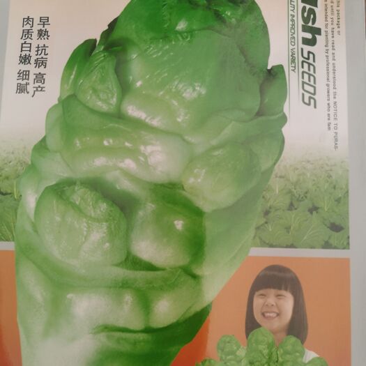 崇仁县儿菜种子～翡翠特大儿菜