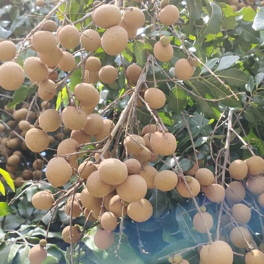揭阳龙眼大量上市，果农直销