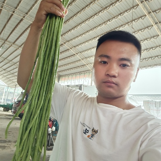 邯郸河北邯郸一级精品长豆角，大量上市，量大从优。