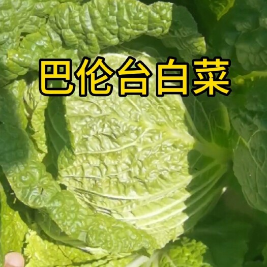 和静县巴伦台白菜