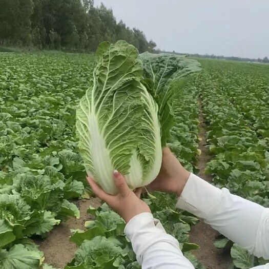 蔚县甘蓝大白菜