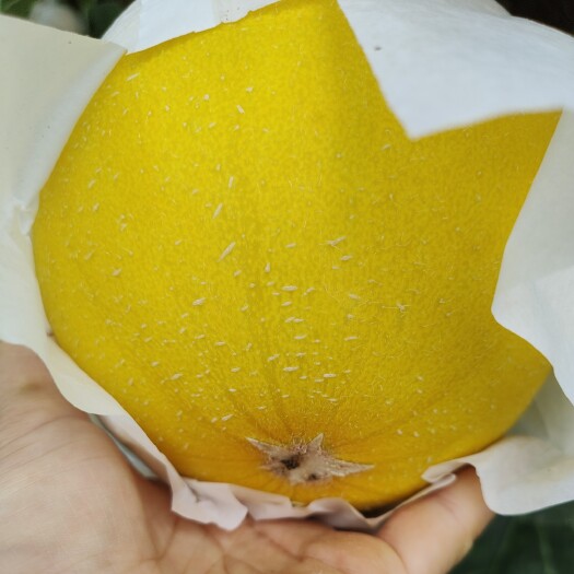 饶阳县久红瑞甜瓜