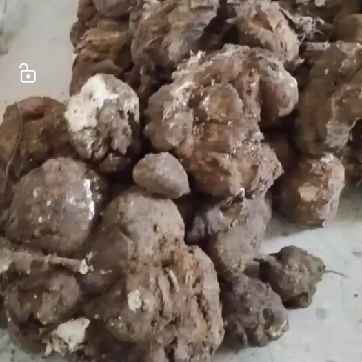 桂东县茯苓